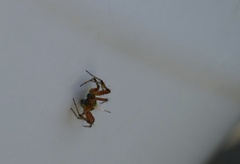 Araniella opisthographa