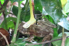 Dendrelaphis kopsteini