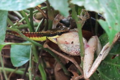 Dendrelaphis kopsteini