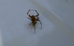 Araniella opisthographa