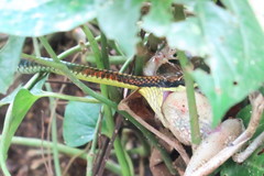 Dendrelaphis kopsteini