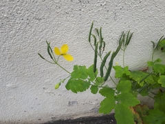Chelidonium