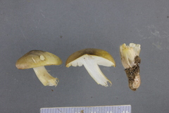 Tricholoma viridiolivaceum