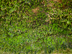 Fissidens osmundioides