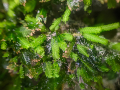 Fissidens osmundioides