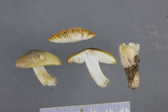 Tricholoma viridiolivaceum