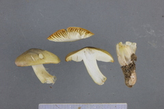 Tricholoma viridiolivaceum