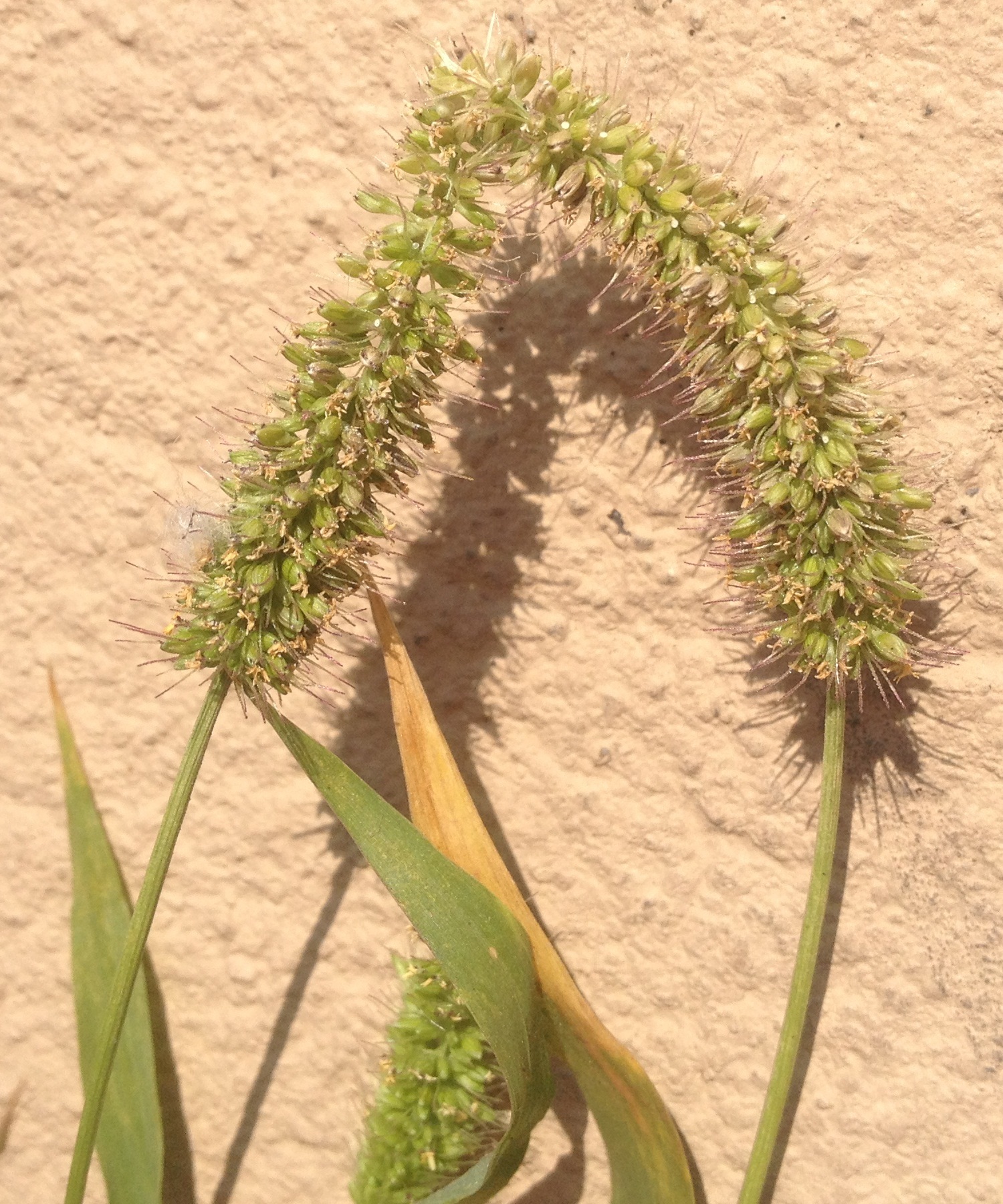 Setaria adhaerens
