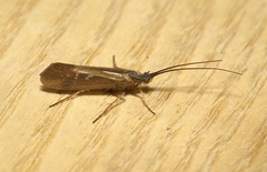 Limnephilus auricula