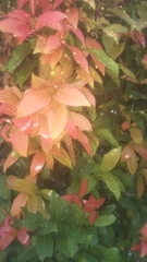 Syzygium myrtifolium