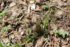 Carex pediformis macroura