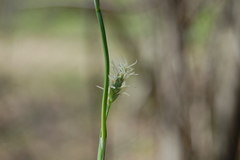 Carex pediformis macroura