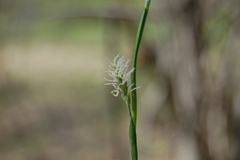 Carex pediformis macroura