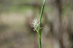Carex pediformis macroura