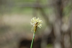 Carex pediformis macroura