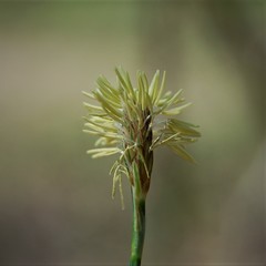 Carex pediformis macroura