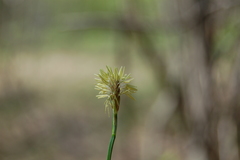 Carex pediformis macroura