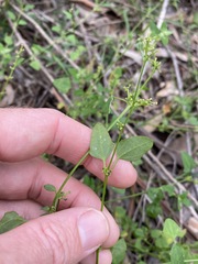 Chenopodium trigonon stellulatum