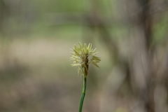 Carex pediformis macroura