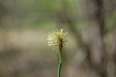 Carex pediformis macroura