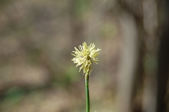 Carex pediformis macroura