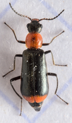 Attalus minimus