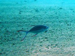 Trachinotus baillonii