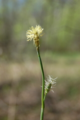 Carex pediformis macroura