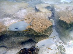 Trachinotus blochii