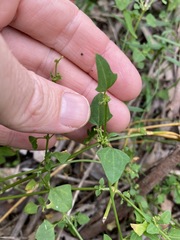 Chenopodium trigonon stellulatum