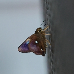 Hasora quadripunctata