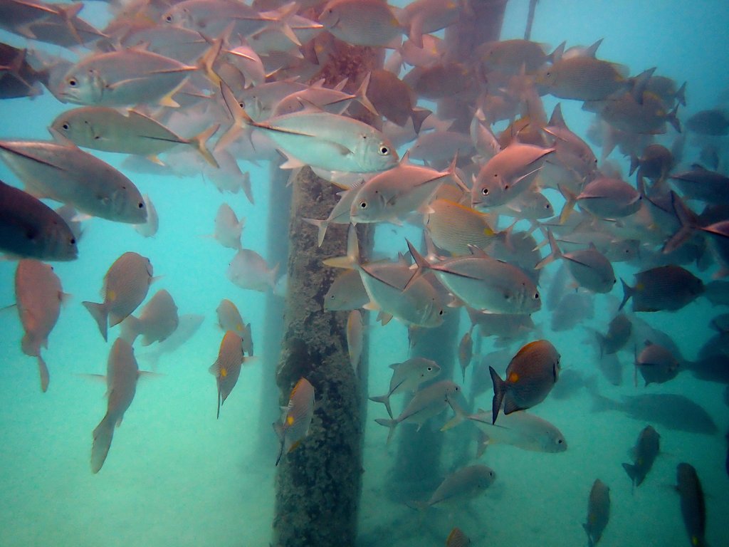 Bigeye trevally