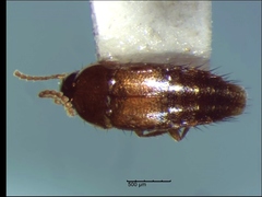 Tachyporus nitidulus