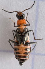 Attalus minimus