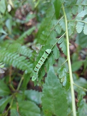 Callopistria japonibia