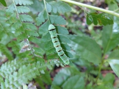 Callopistria japonibia