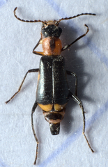 Attalus minimus