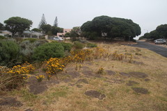 Oncosiphon suffruticosus