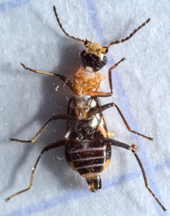 Attalus minimus