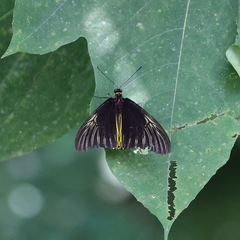 Troides amphrysus