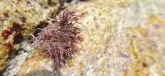 Amphiroa
