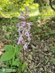 Orchis patens