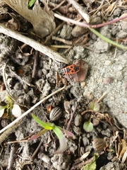 Pyrrhocoris apterus