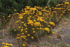 Oncosiphon suffruticosus