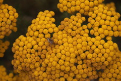 Oncosiphon suffruticosus