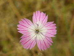 Dianthus tripunctatus