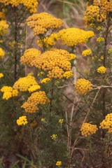 Oncosiphon suffruticosus