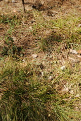 Carex pediformis macroura