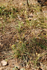 Carex pediformis macroura