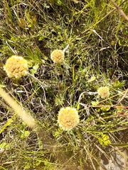 Helichrysum auriceps